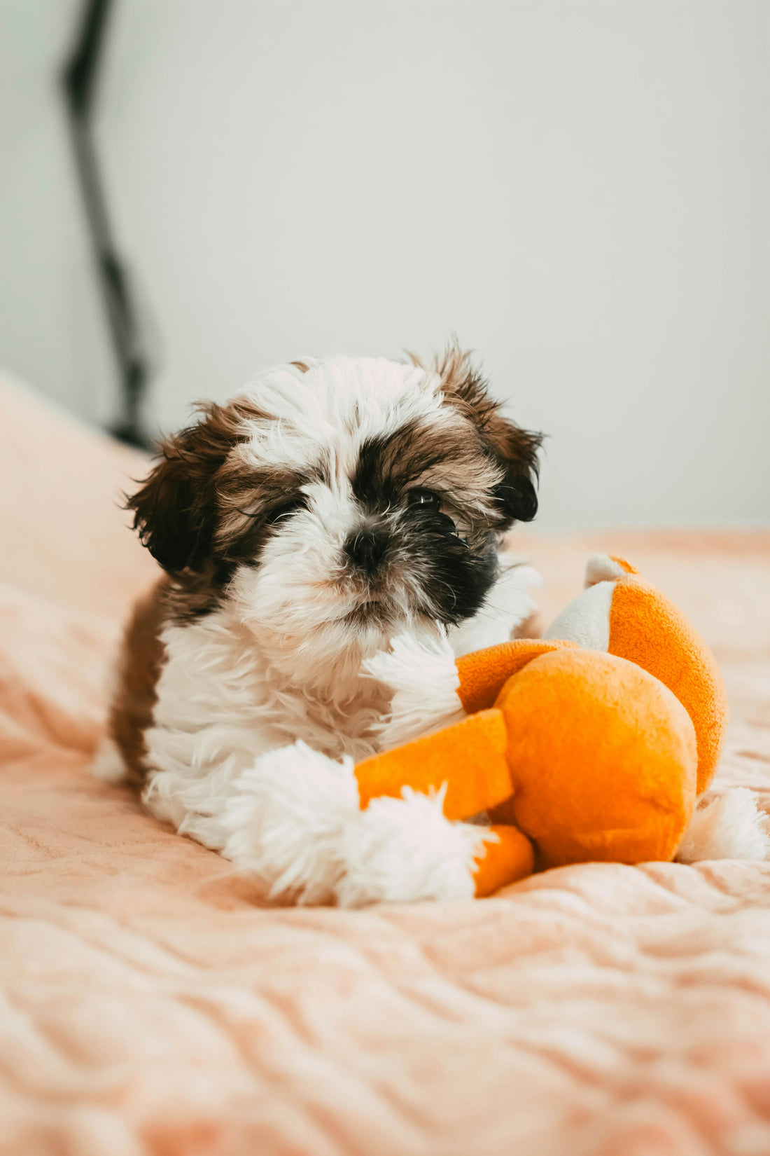 Jouets pour chien - Amusant Divertissant et sécuritaire pour le chien