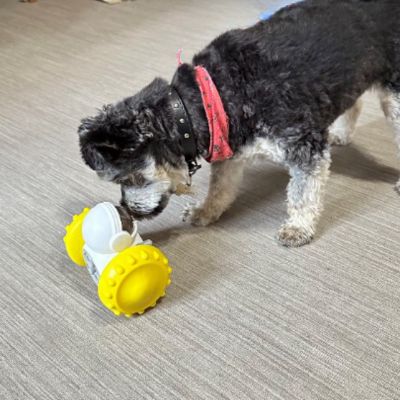 DISTRIBUTEUR-DE-CROQUETTE-CHIEN-CHIEN